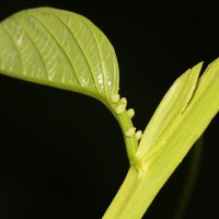 Passiflora quadrangularis L.